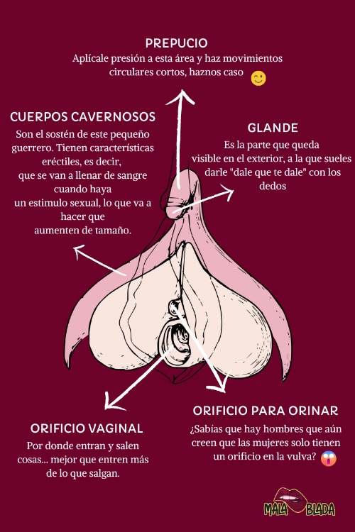 Clítoris; sus partes